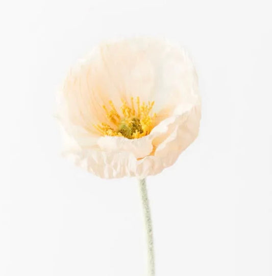 Single Peach Poppy