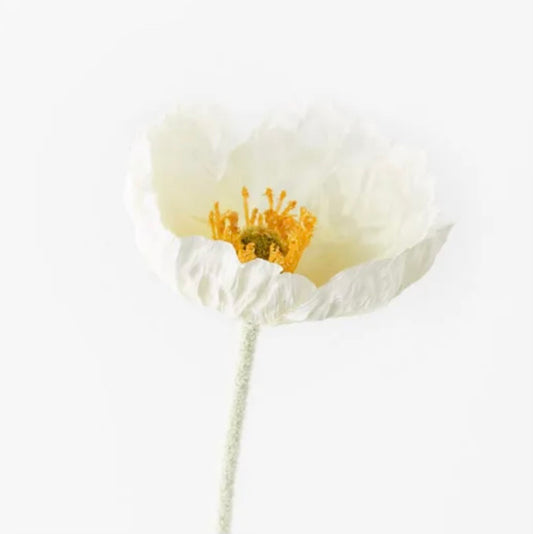 Single White Poppy