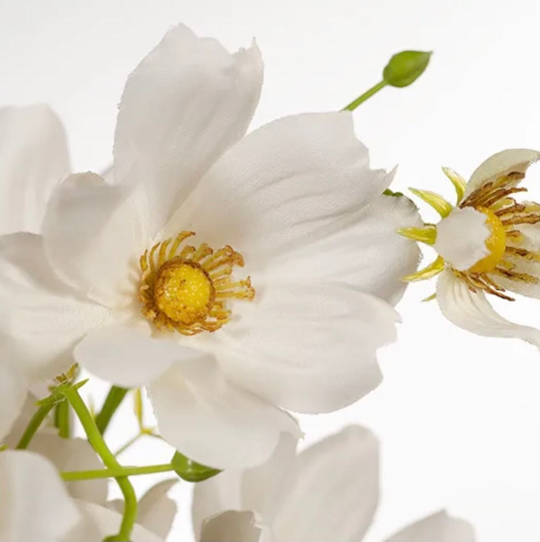 Cosmos Spray
