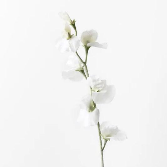 White Sweet Pea