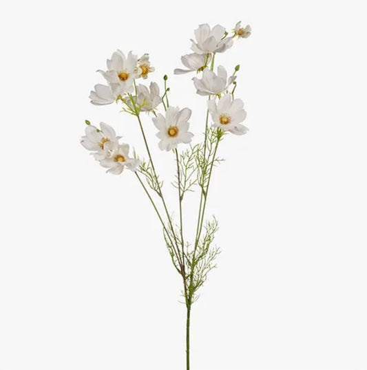 Cosmos Spray